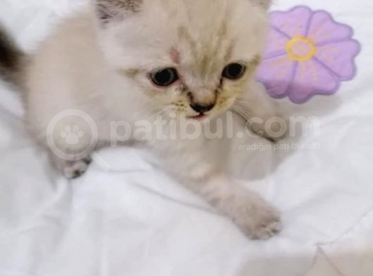 British Shorthair Chocolate Point görsel