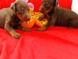 Anne Baba Full Scrli Doberman Yavrular