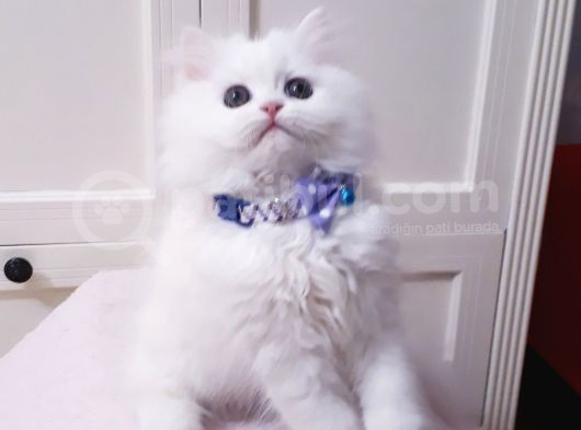 Safkan Iran Chincilla Anne Altından görsel