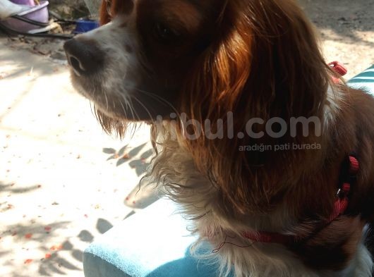 Yetişkin Cavalier King Charles Spanial görsel