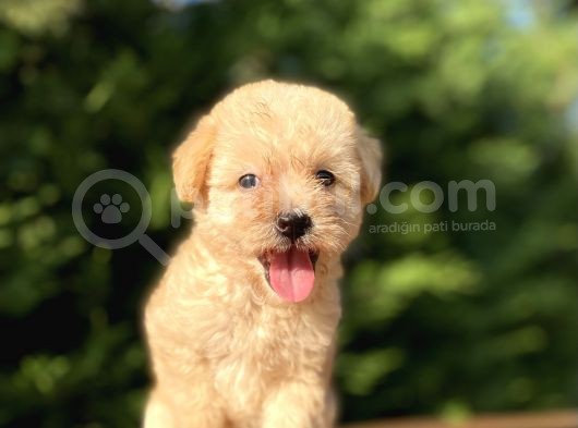 Gülen Surat Malti̇poo Bebeği̇mi̇z görsel