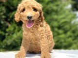Gülen Surat Poodle Bebekleri̇mi̇z