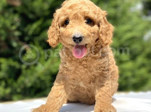 Gülen Surat Poodle Bebekleri̇mi̇z görsel