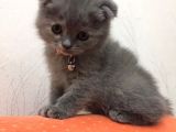 Scottish Fold Yavrularımız Yeni Yuvalarını Arıyorlar