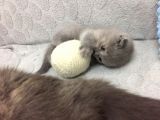 Scottish Fold Yavrularımız Yeni Yuvalarını Arıyorlar