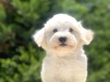 Di̇zayn Irk Sevi̇mli̇ Malti̇poo Bebekler