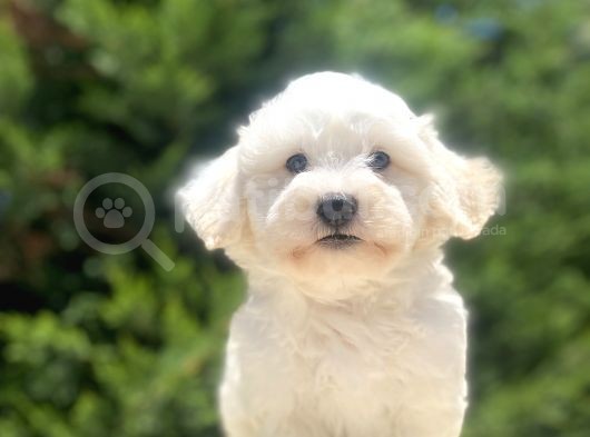 Di̇zayn Irk Sevi̇mli̇ Malti̇poo Bebekler görsel
