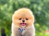 Safkan Pomeranian Yavrular
