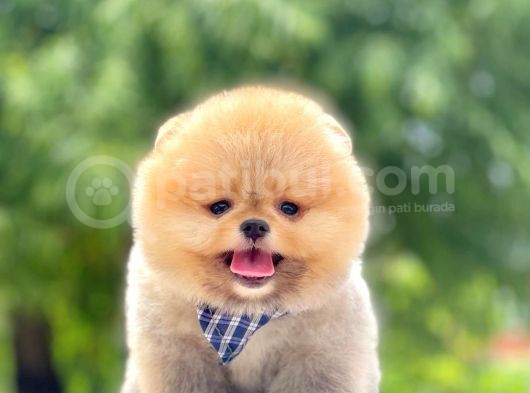 Safkan Pomeranian Yavrular görsel