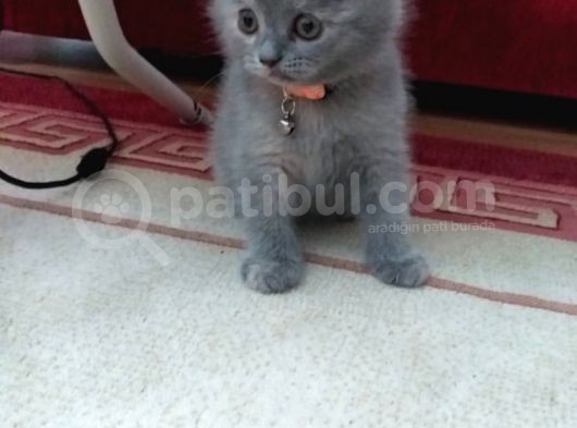 Scottish Fold Yavrularımız Yeni Yuvalarını Arıyorlar görsel