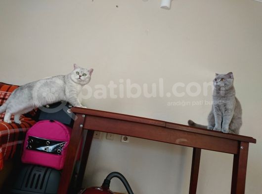 Sürme Gözlü Scottish Silver Bebek görsel