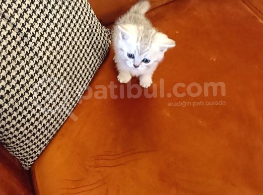 Sürme Gözlü Scottish Silver Bebek görsel
