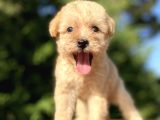 Gülen Surat Malti̇poo Bebeği̇mi̇z