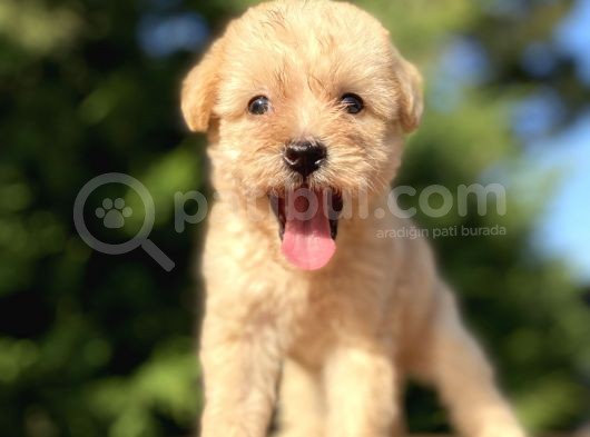 Gülen Surat Malti̇poo Bebeği̇mi̇z görsel