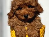 Red Toy Poodle