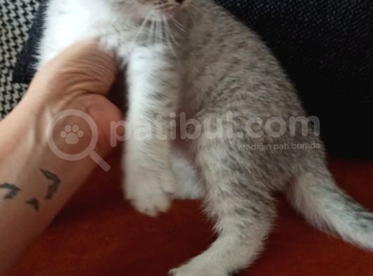 Sürme Gözlü Scottish Silver Bebek görsel