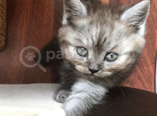 05 Mayıs Doğumlu British Longhair görsel