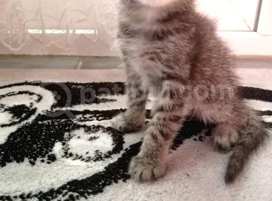Scottish Fold Bebek Çok Tatlı görsel