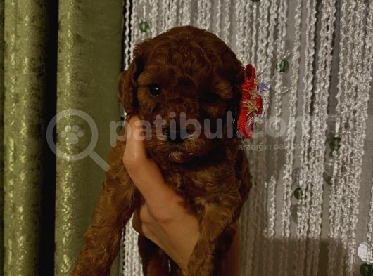 Toypoodle Dişi Yavrularımız görsel