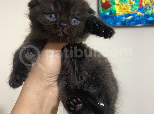 Çikolata Fold Bebekler Teslime Hazırlar görsel