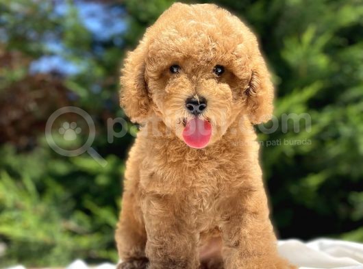 Bebek Suratli Poodle Yavrumuz görsel