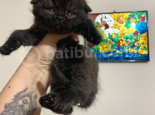 Çikolata Fold Bebekler Teslime Hazırlar görsel