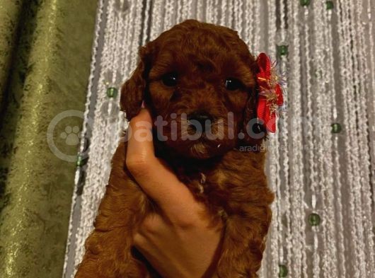 Toypoodle Dişi Yavrularımız görsel