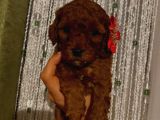 Toypoodle Dişi Yavrularımız