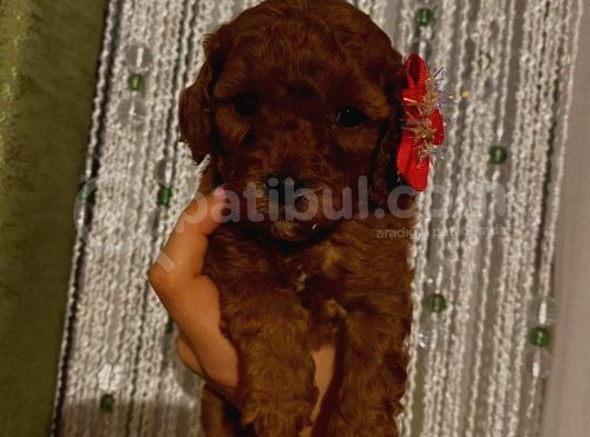 Toypoodle Dişi Yavrularımız görsel
