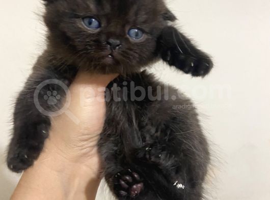 Çikolata Fold Bebekler Teslime Hazırlar