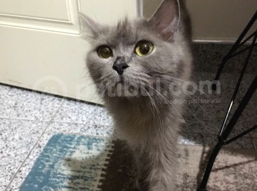 Kizimiz Çakil görsel