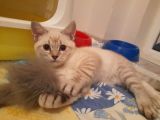 Adana Saf Kan British Shorthair 2 Aylık Dişi