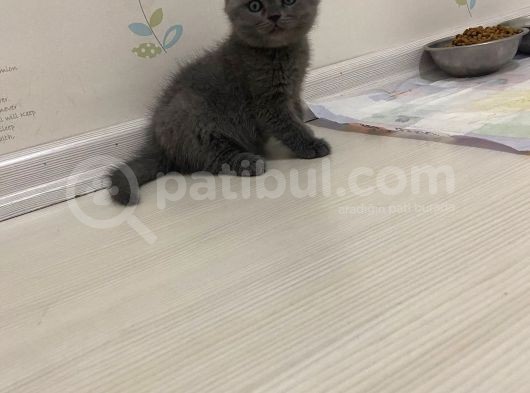 Anne British Shorthair Baba Scottish Fold görsel
