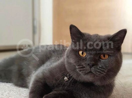 Anne British Shorthair Baba Scottish Fold görsel
