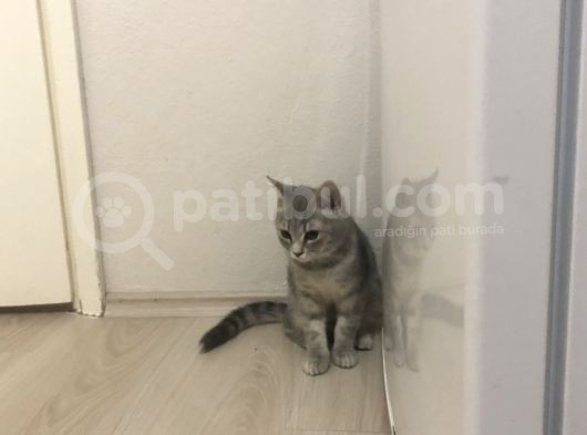 Acil Uyguna görsel