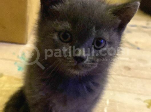 British Shorthair İlk Ve Son Yavrumuz görsel