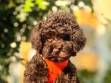 Çi̇kolata Toy Poodle