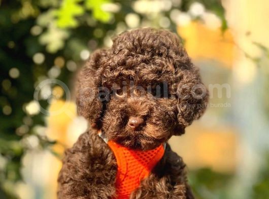 Çi̇kolata Toy Poodle görsel