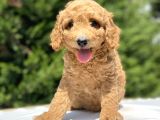 Bi̇r Çok Seçenek İle Poodle Bebekleri̇mi̇z