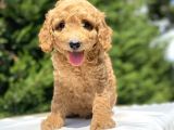 Bi̇r Çok Seçenek İle Poodle Bebekleri̇mi̇z