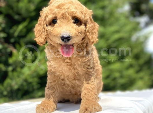Bi̇r Çok Seçenek İle Poodle Bebekleri̇mi̇z görsel