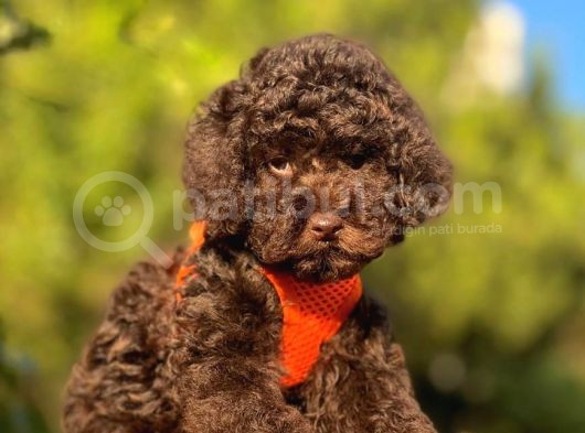 Çi̇kolata Toy Poodle görsel