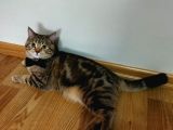 13 Aylık Safkan British Shorthair Bütün Aşıları Tam