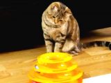 13 Aylık Safkan British Shorthair Bütün Aşıları Tam