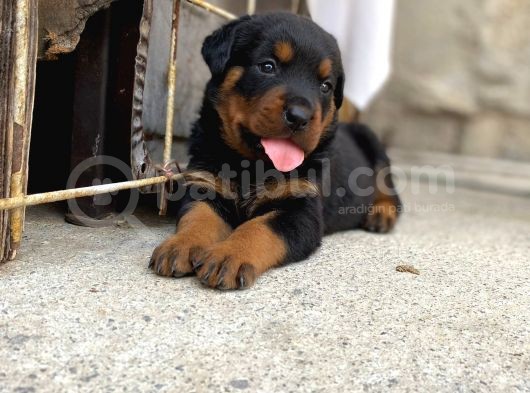 35 Günlük A Kalite Rotveiller Yavruları görsel