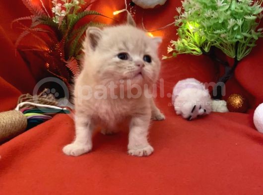 2 Aylık Rose Golden British Yavru görsel