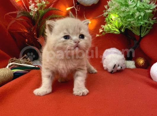 2 Aylık Rose Golden British Yavru görsel