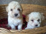 Maltipoo Yavrular