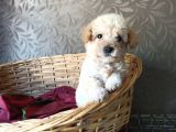 Maltipoo Yavrular