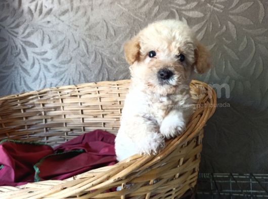 Maltipoo Yavrular